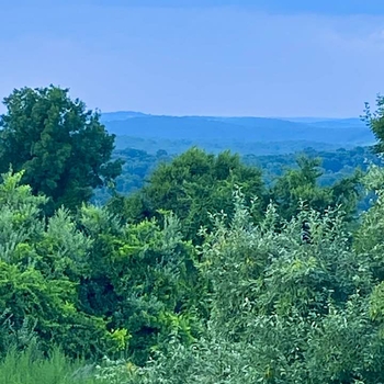 August 2022 the view from the back yard of Brian’s Newtown Connecticut property.