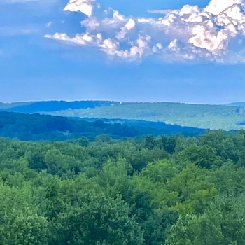 August 2022 the view from the back yard of Brian’s Newtown Connecticut property.