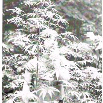 Brian in pot field 1978